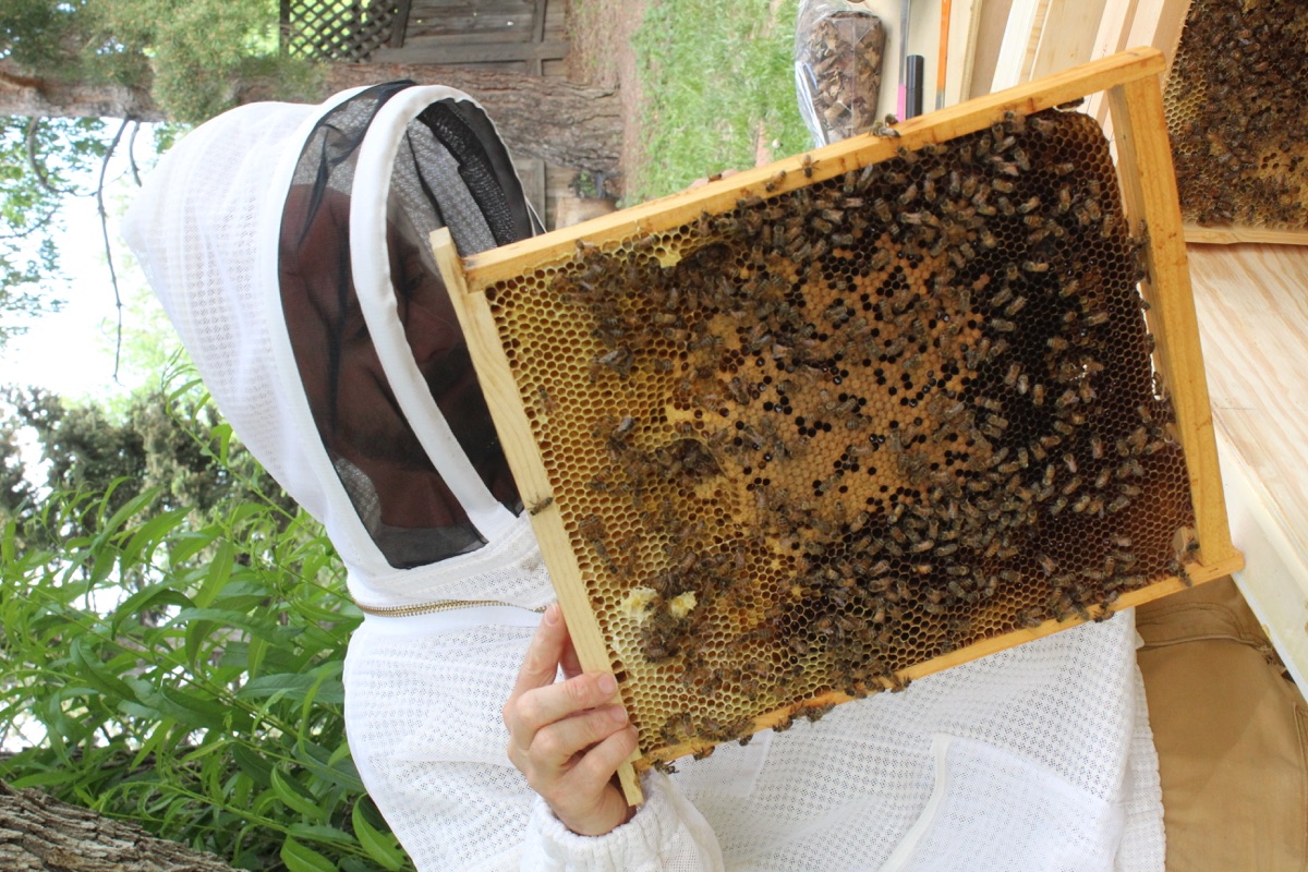 Beekeeping work with hive frames