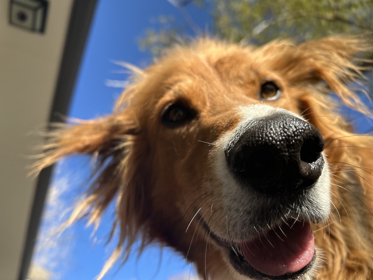 Close-up of our golden retriever
