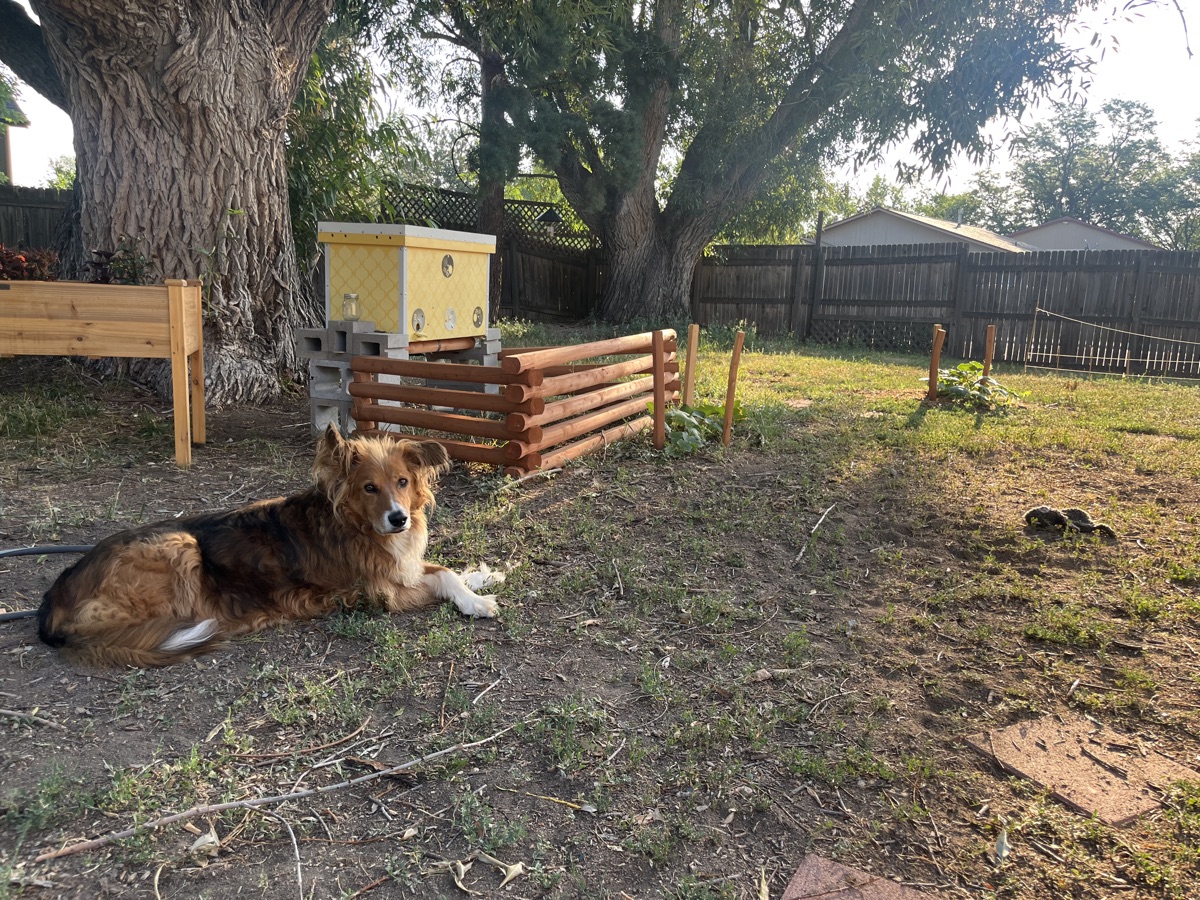 Dog near the hive yard