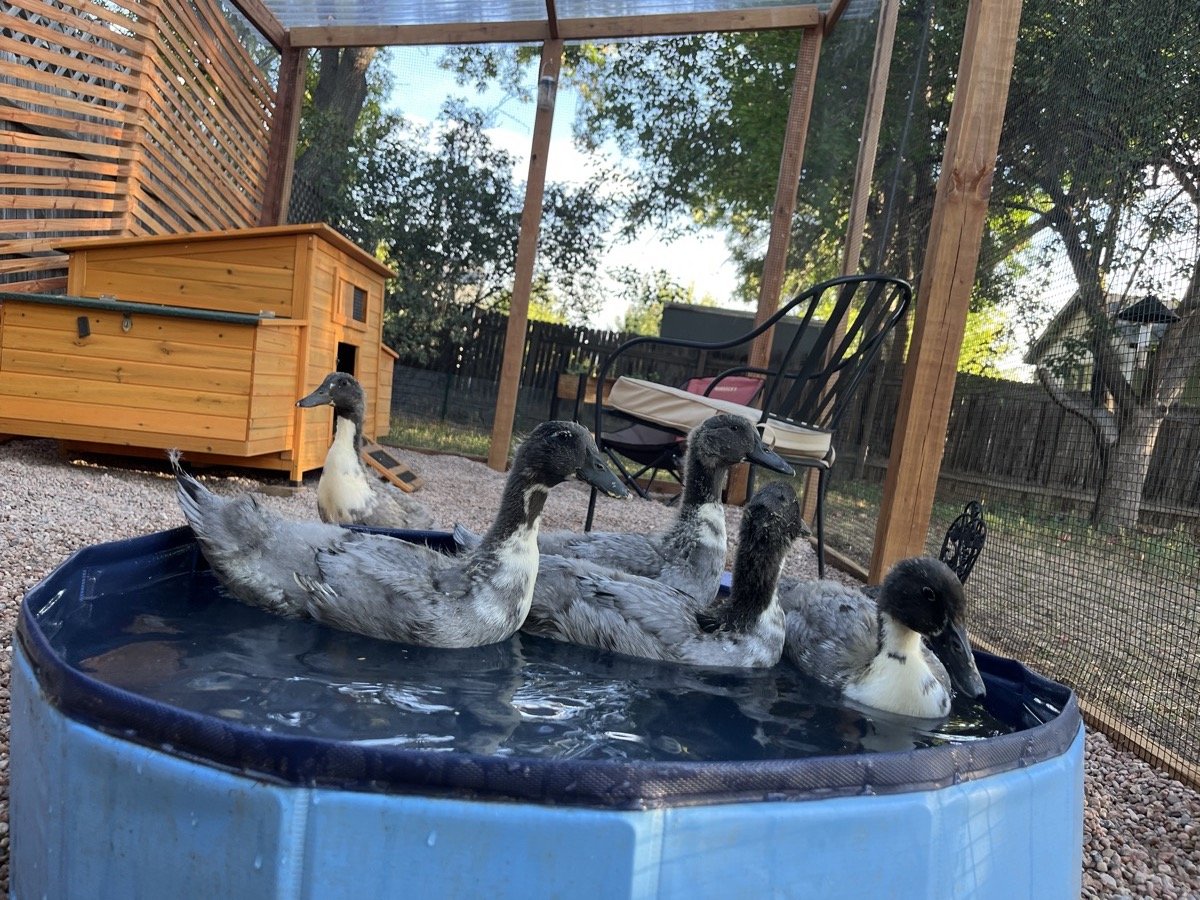 Ducks in their pool