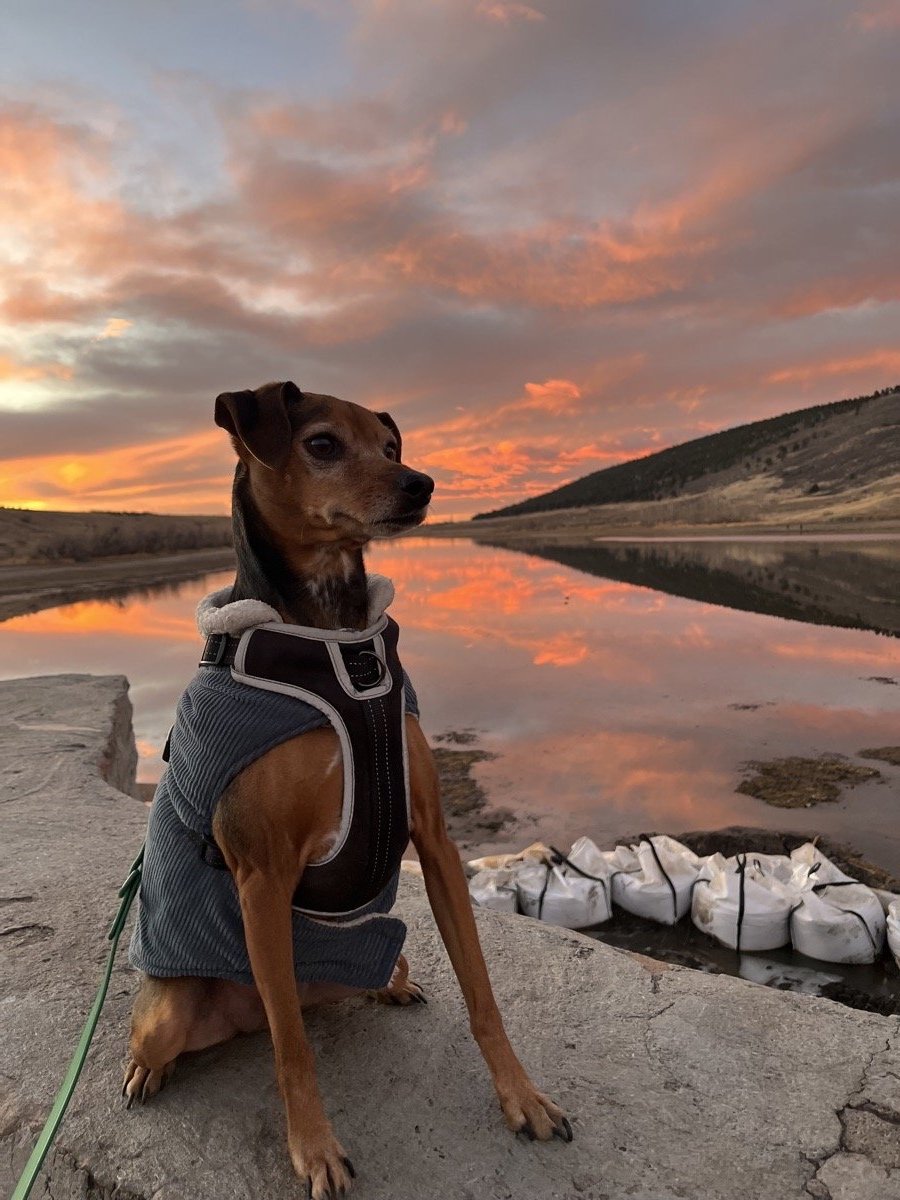 Dog at sunset by the lake