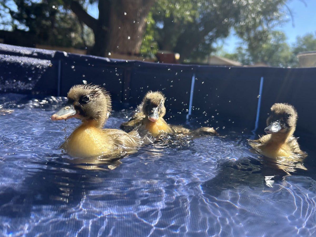 Ducklings swimming